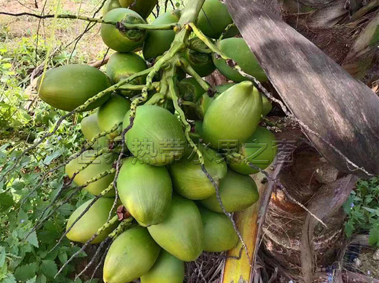 泰国香水椰
